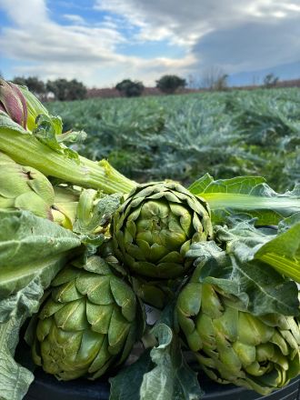 Picture of Taze Enginar